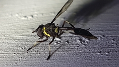 Salpingogaster nigra