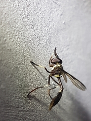 Salpingogaster nigra