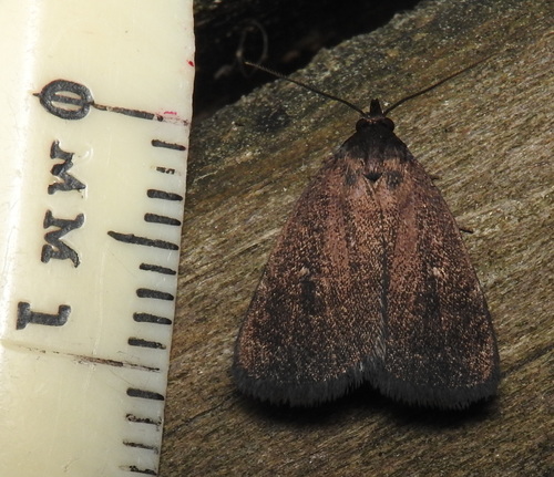 Rotund Idia Moth