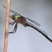 Striped Emerald Dragonflies - Photo (c) Douglas Mills, some rights reserved (CC BY-NC-ND)
