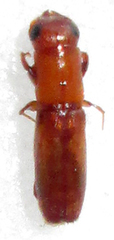 Platypodinae