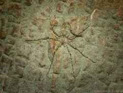 Tamopsis tweedensis