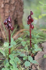 Corallorhiza