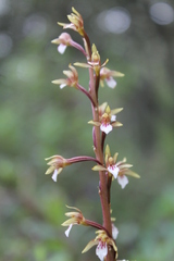 Corallorhiza