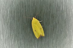 Earias pudicana