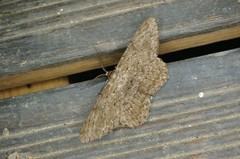 Hypomecis punctinalis