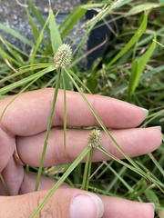 Cyperus sesquiflorus sesquiflorus
