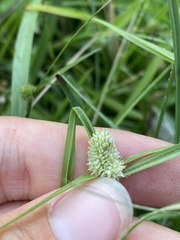 Cyperus sesquiflorus sesquiflorus