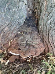 Ganoderma applanatum