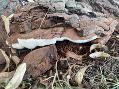 Ganoderma applanatum