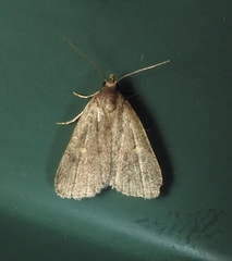 Idia diminuendis