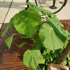 Abutilon theophrasti