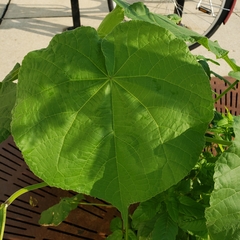 Abutilon theophrasti
