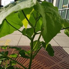 Abutilon theophrasti