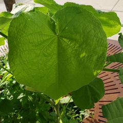 Abutilon theophrasti