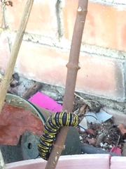 Danaus plexippus