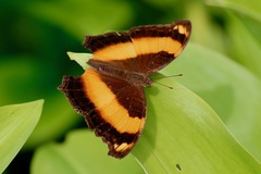 Yoma sabina