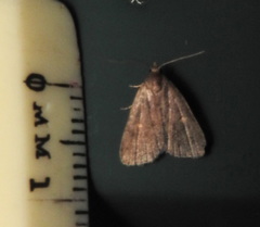 Idia diminuendis