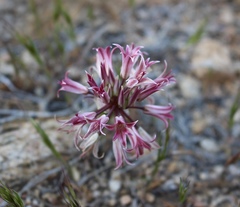 Allium parishii