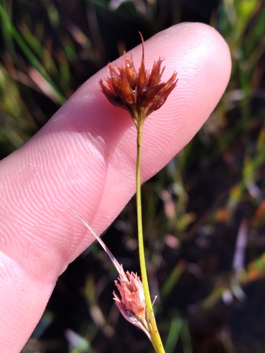 Image of Rhynchospora harperi by (c) Scott Ward, some rights reserved (CC BY)