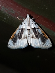 Neurophyseta