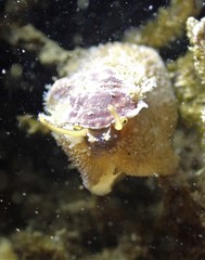 Stomatella impertusa