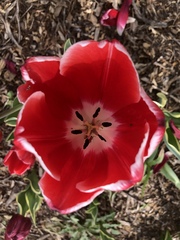 Tulipa