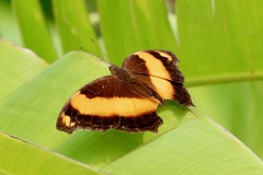 Yoma sabina