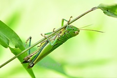 Hieroglyphus tonkinensis