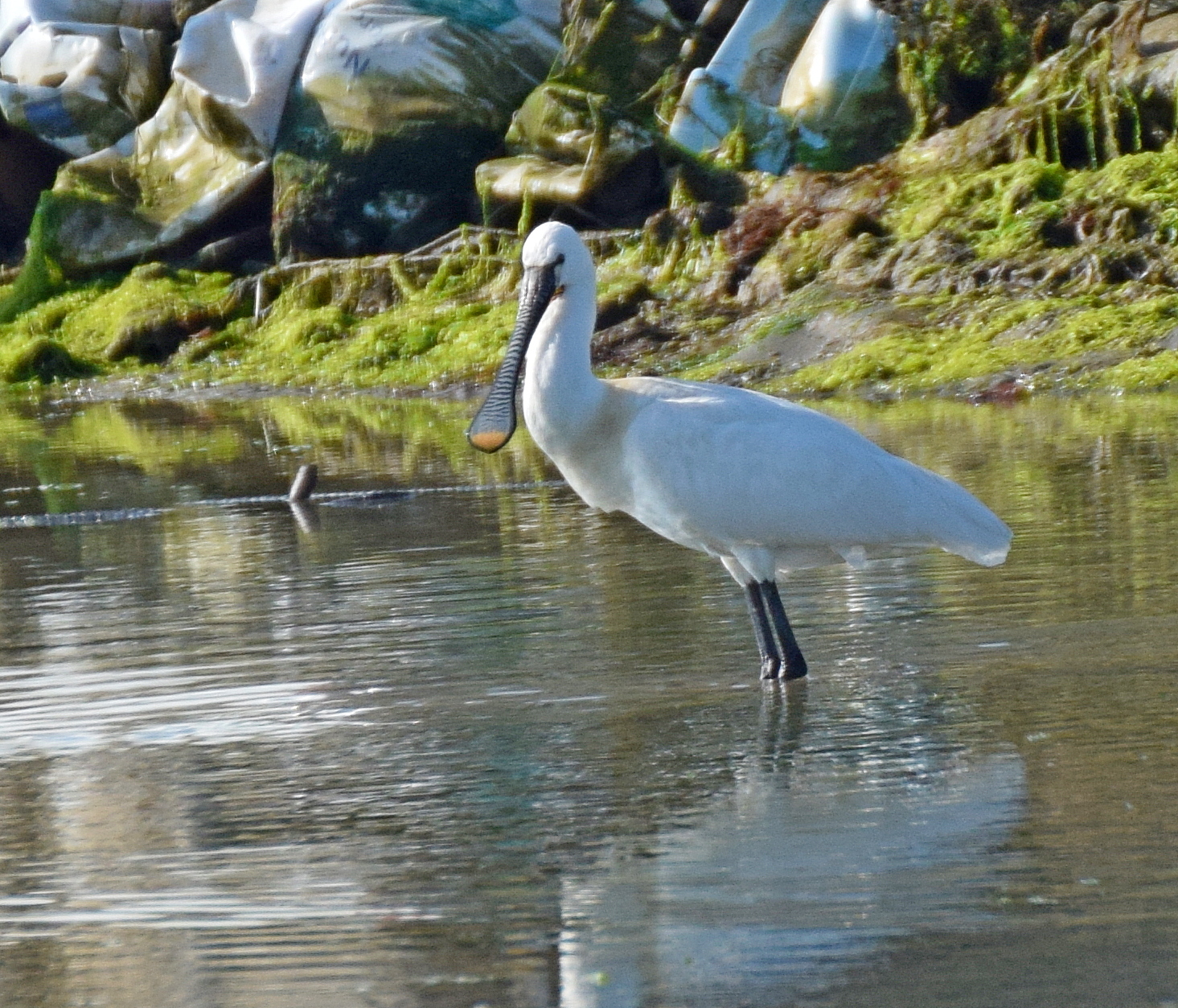 Eurasian Spoonbill (Platalea leucorodia)