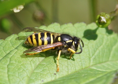 Dolichovespula sylvestris