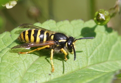 Dolichovespula sylvestris