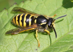 Dolichovespula sylvestris