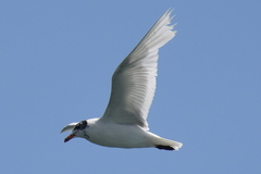 Ichthyaetus melanocephalus