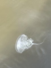 Chrysaora chesapeakei