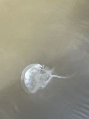 Chrysaora chesapeakei