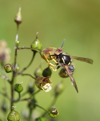 Dolichovespula sylvestris