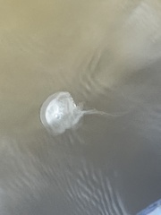 Chrysaora chesapeakei