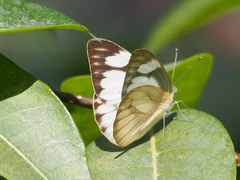 Appias libythea olferna