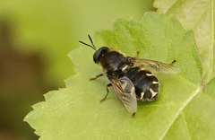 Stratiomys singularior