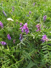 Vicia cracca