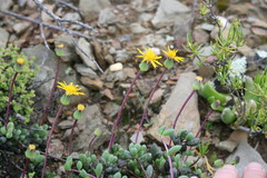 Senecio abbreviatus
