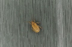 Galerucella grisescens