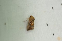 Erythroplusia rutilifrons