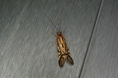 Macrostemum radiatum