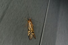 Macrostemum radiatum