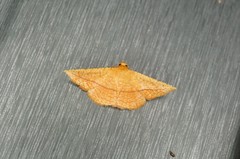 Striglina cancellata