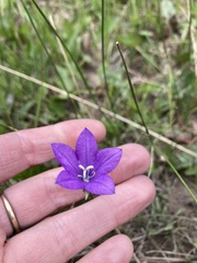 Campanula parryi
