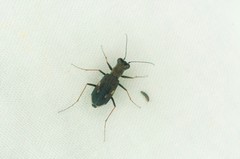 Cylindera obliquefasciata