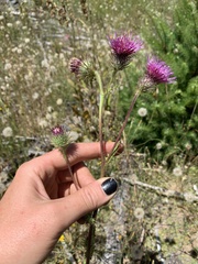 Cirsium edule